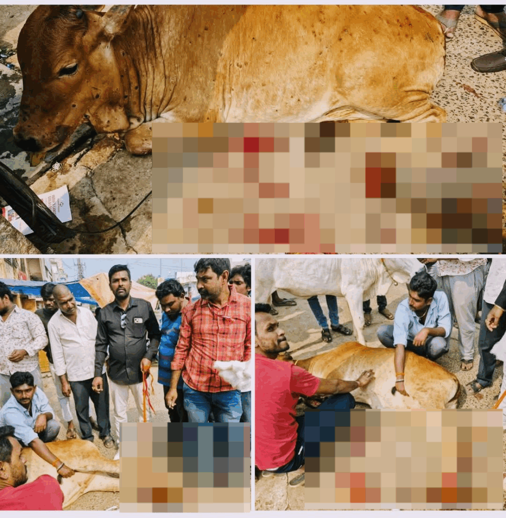 Cow narrowly avoids accident