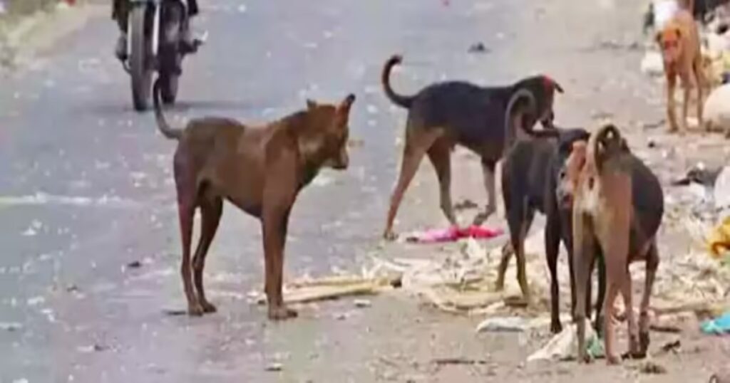 boy attacked by stray dogs