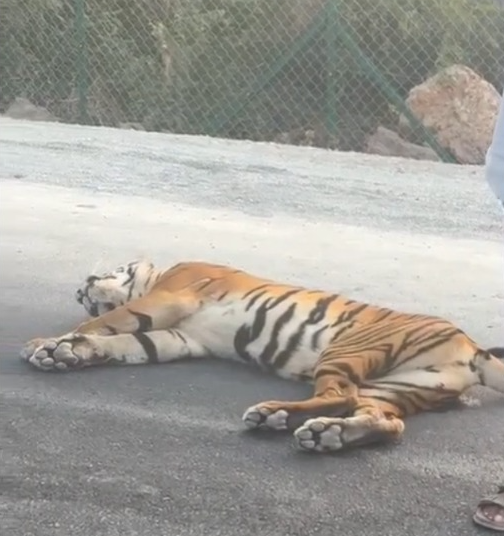 Tragic incident in Macherla constituency