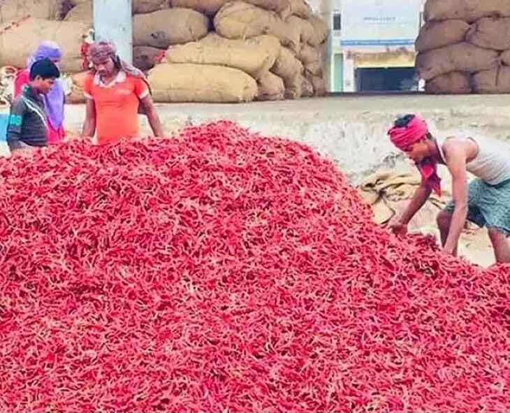 Chilli prices have increased drastically