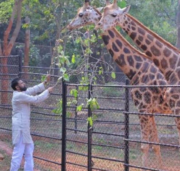 Pawan Kalyan adopts giraffes