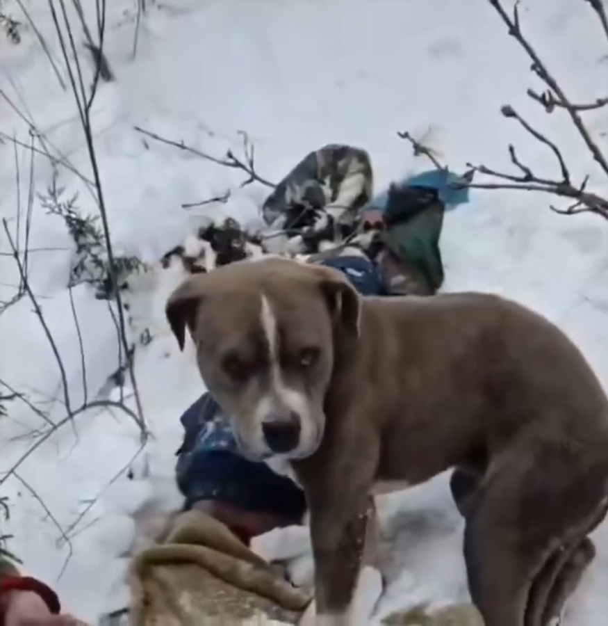 Faithful dog guards his owner's body for 4 days in freezing cold