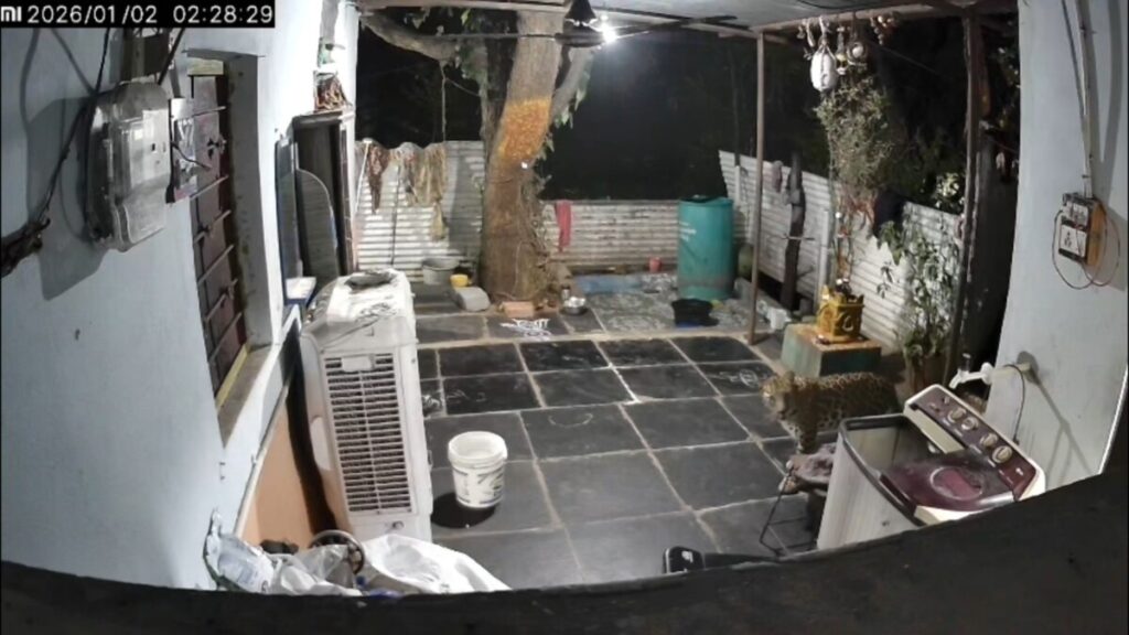 The leopard was spotted roaming 