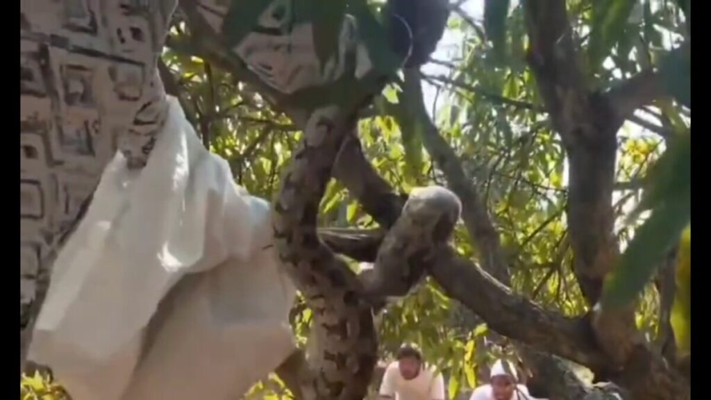 Two huge pythons cause a stir