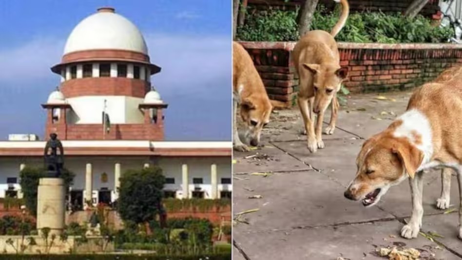 Supreme Court serious about stray dogs