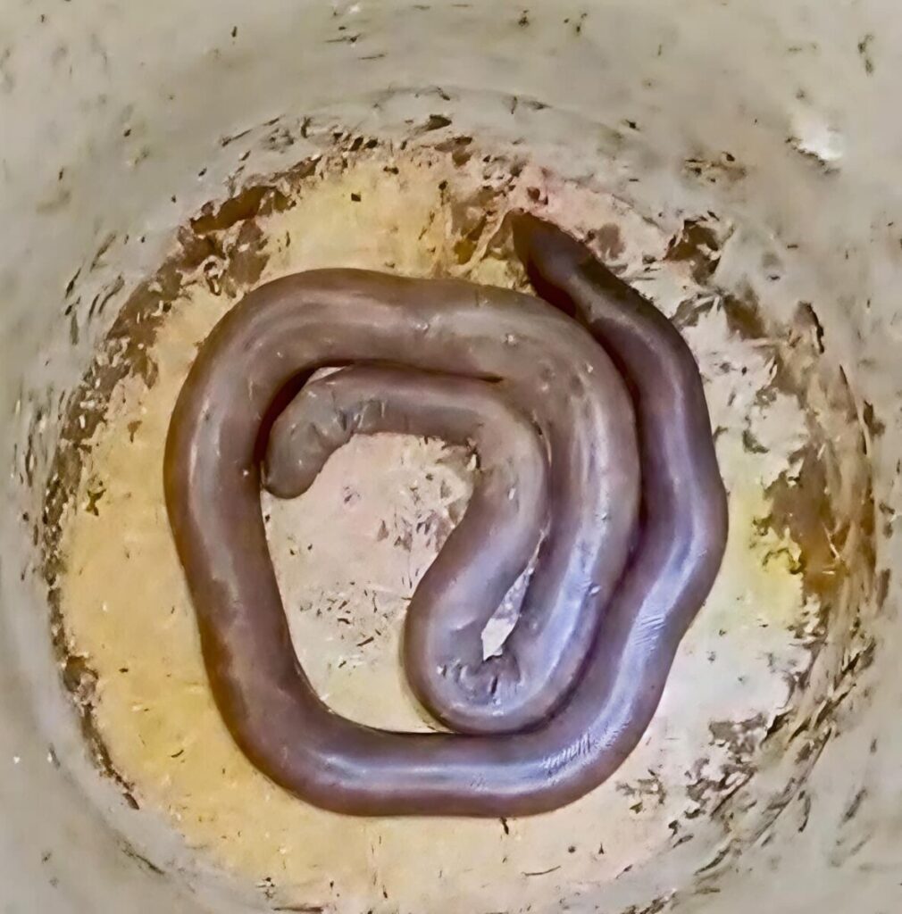 Rare two-headed snake stirs up trouble