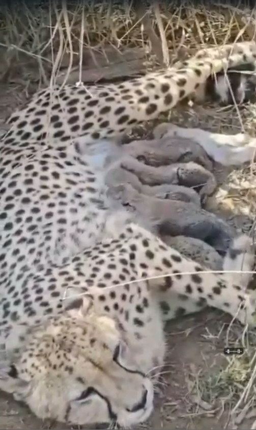 Indian Leopard cross half a century