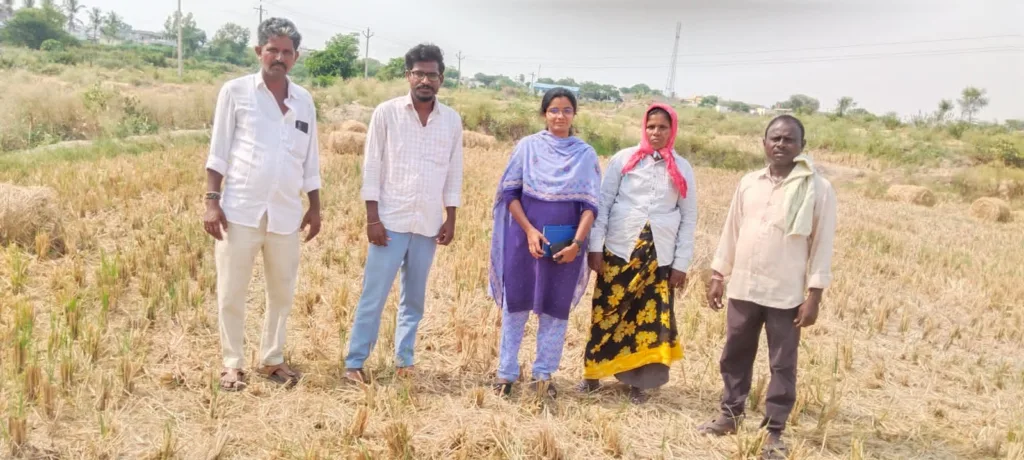 Rice stubble should be kept