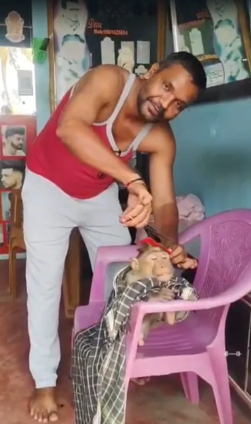 Monkey came to the salon