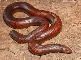 Case against Snake Smuggler