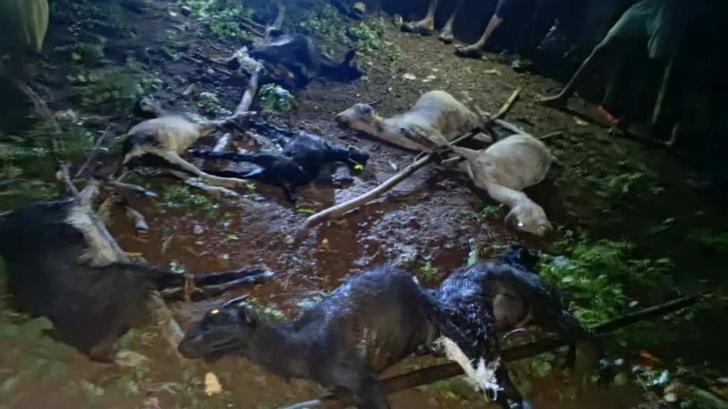 goats killed in Poliguda 