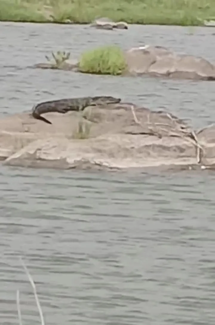 Crocodile Spotted : డిండి వాగులో మొసలి WhatsApp Image 2026-07-26 at 21.06.41