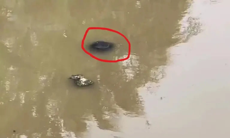 Woman Runs Naked : అర్ధరాత్రి నగ్నంగా పరుగులు పెట్టి.. చివరకు చెరువులో శవమై తేలిన యువతి image (27)
