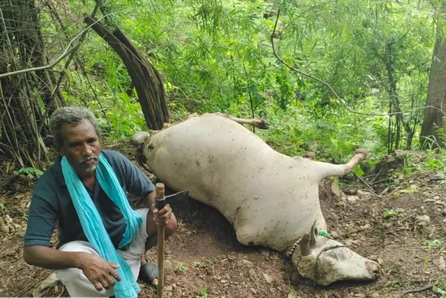 Ox Died Tiger Attack : పెద్దపులి దాడిలో ఎద్దు మృతి…. WhatsApp Image 2026-08-30 at 21.35.55