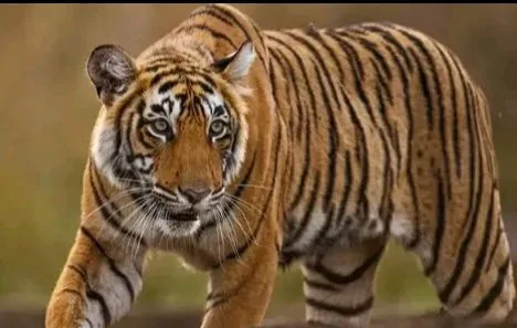 Tiger Spotted Polavaram : పోలవరం సమీపంలో పులి సంచారం. Tiger Spotted Polavaram