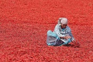 Sri Lanka Rejects Guntur Chillies : గుంటూరు మిర్చిని తిరస్కరించిన శ్రీలంక images (11)