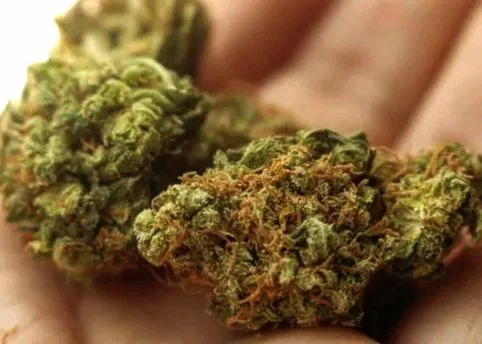 reward catching who use marijuana