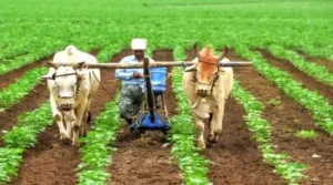 ₹6000 Credited to Accounts : అక్టోబర్ 17 వ తేదీన ఖాతాల్లోకి రూపాయలు 6 వేలు. WhatsApp Image 2026-09-28 at 18.34.51